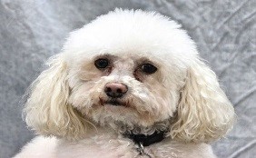 Santa Fe Springs, CA Pet Insurance