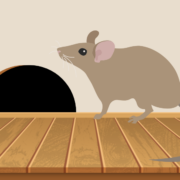 How to prevent rodent damage in your Santa Fe Springs, CA home