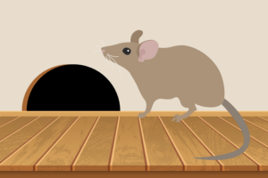 How to prevent rodent damage in your Santa Fe Springs, CA home