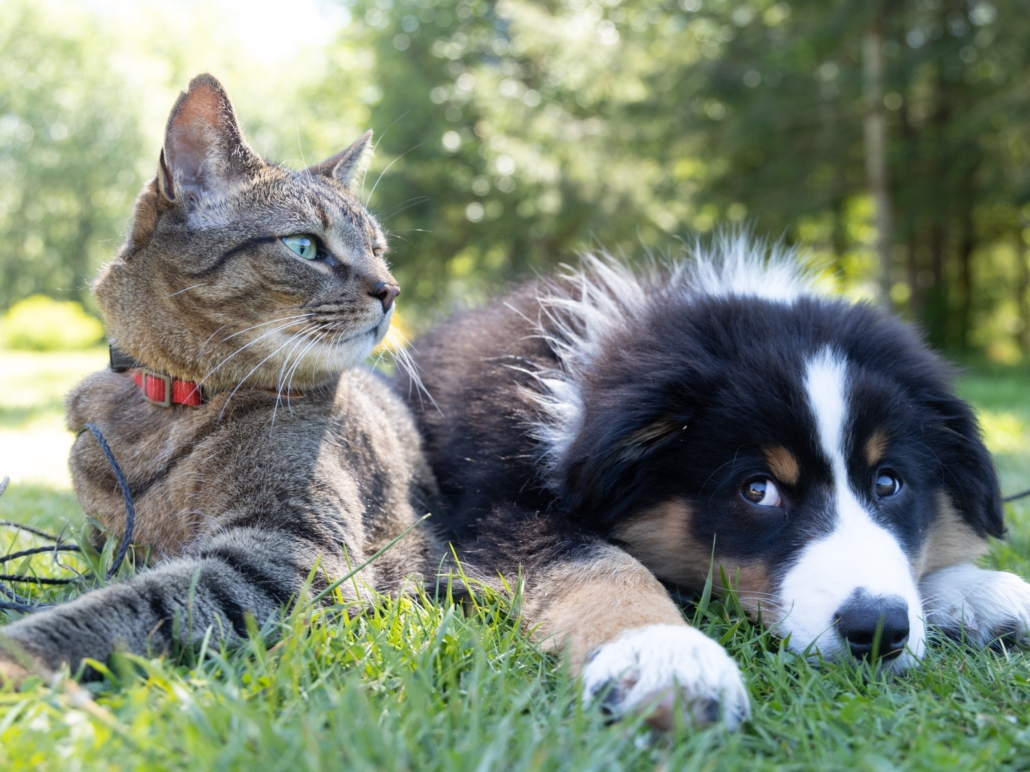Pet InsuranceCalifornia