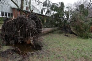 Neighbors tree falls onto your yard 